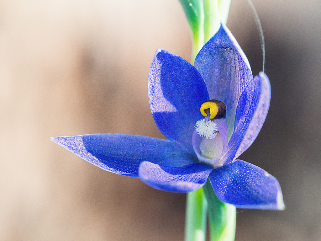 Granite Sun Orchid by Paul Amyes on 500px.com