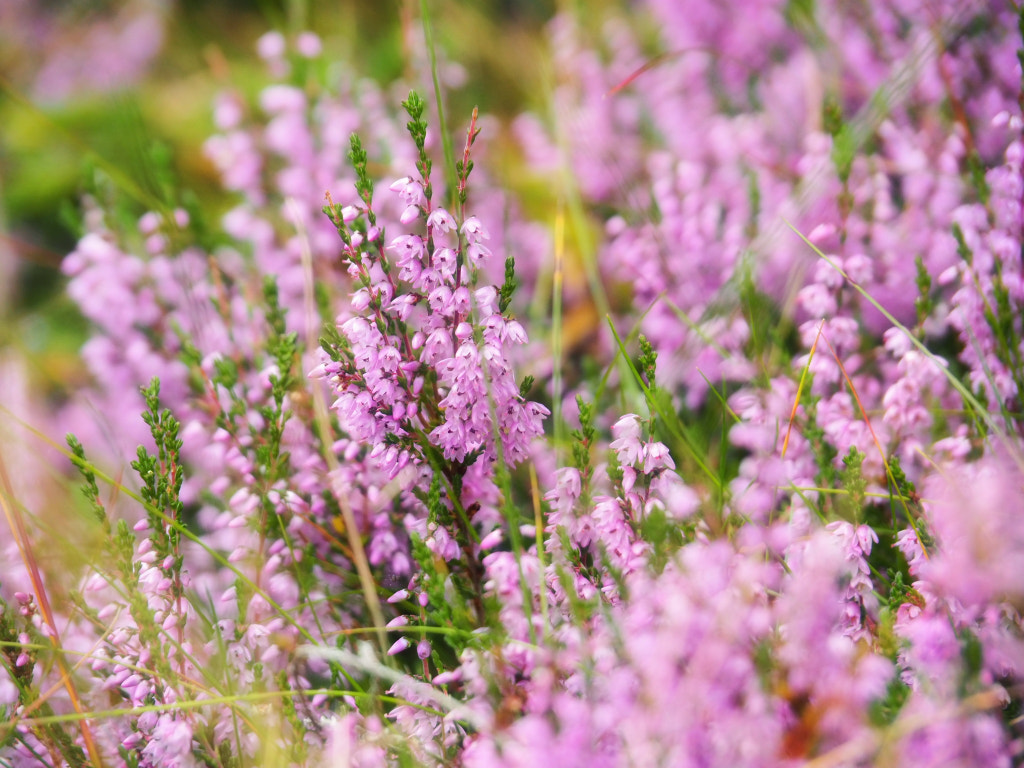 Flower  by Thomas Weger on 500px.com