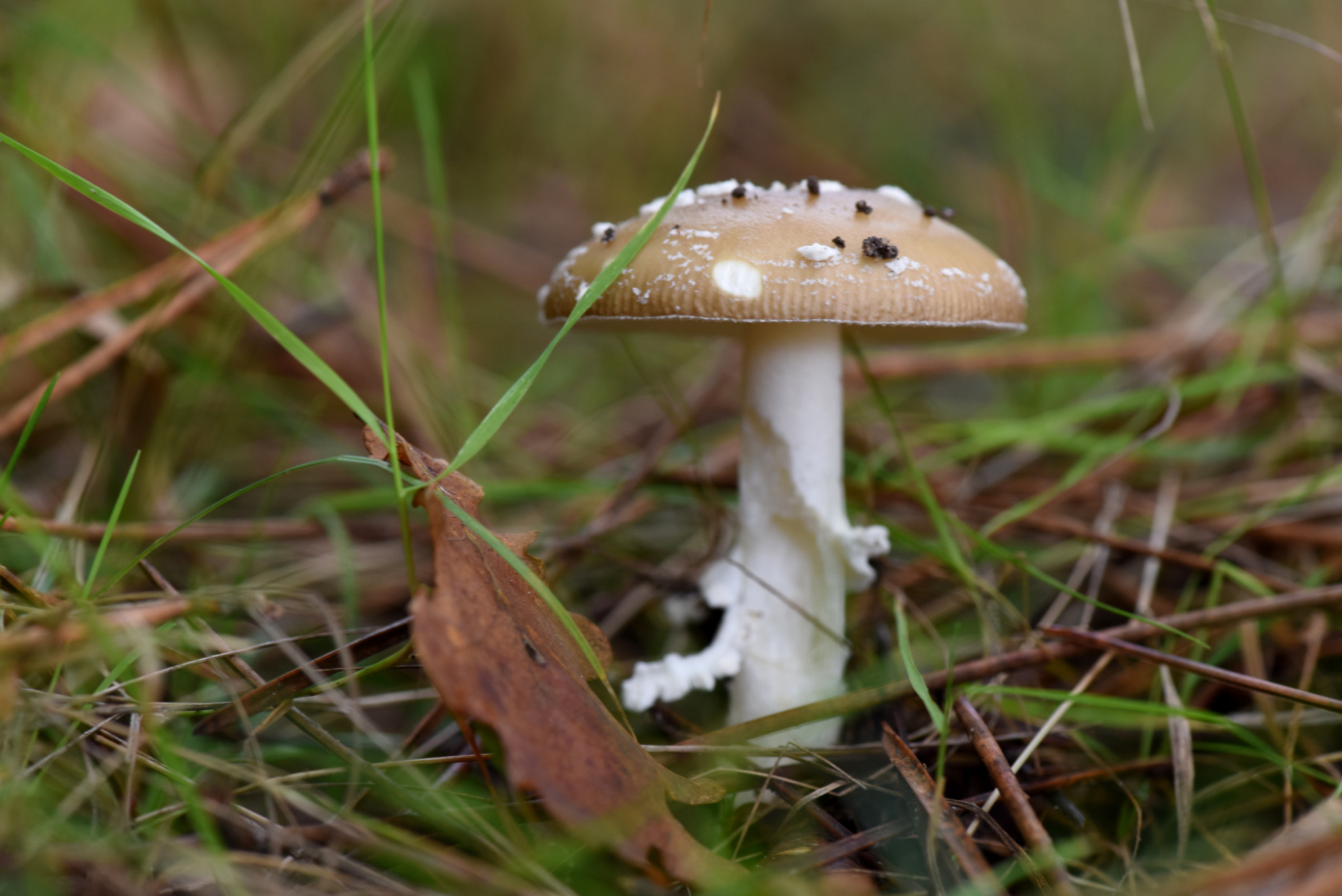 Amanita pantherina