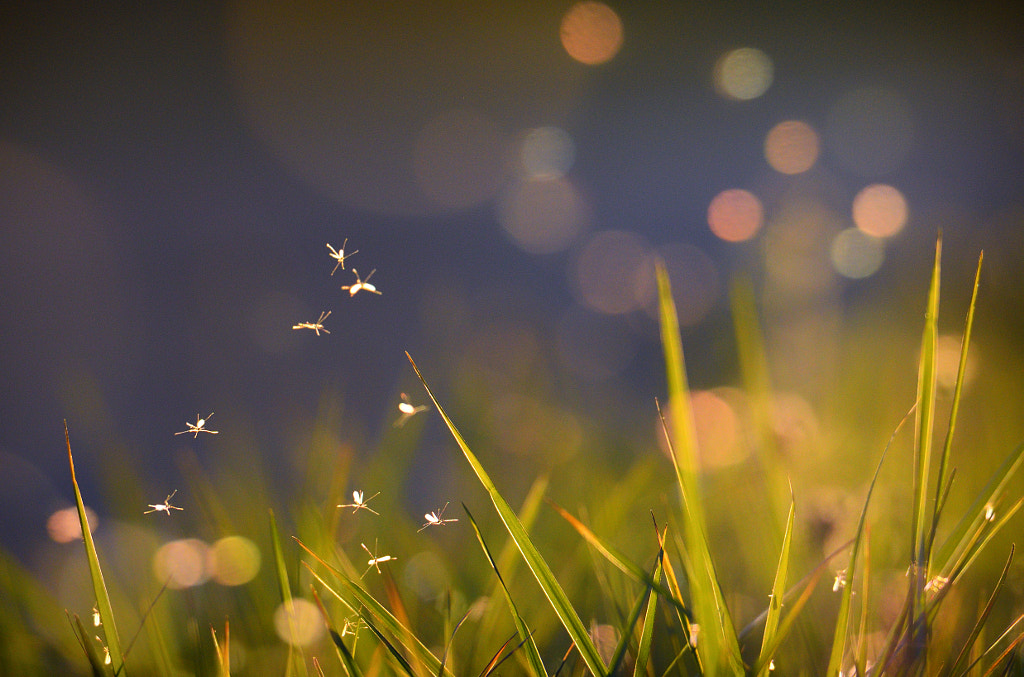 秋の虫 by Kousuke Toyose on 500px.com