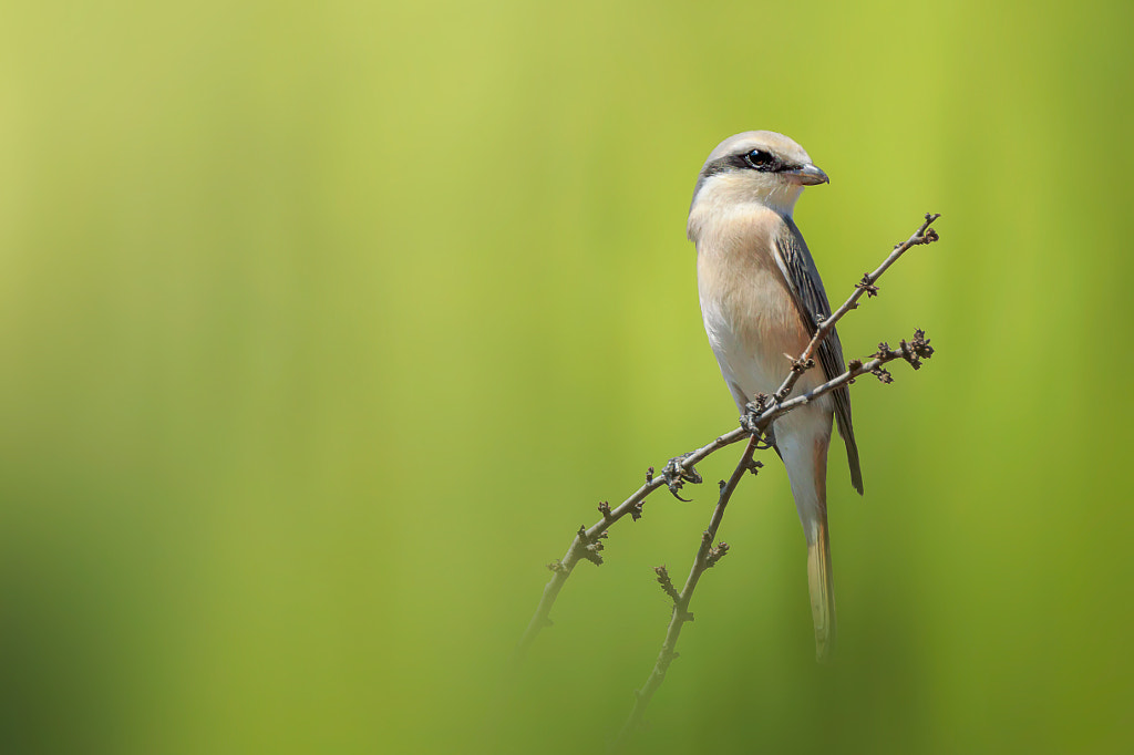 Shrike  by Sina Pezeshki on 500px.com