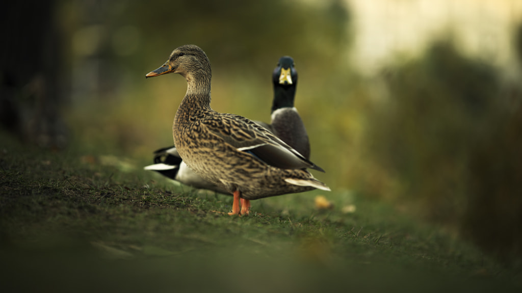 Tell me another Duck story ... by ⭐⭐⭐⭐⭐Janis Balcuns⭐⭐⭐⭐⭐ on 500px.com