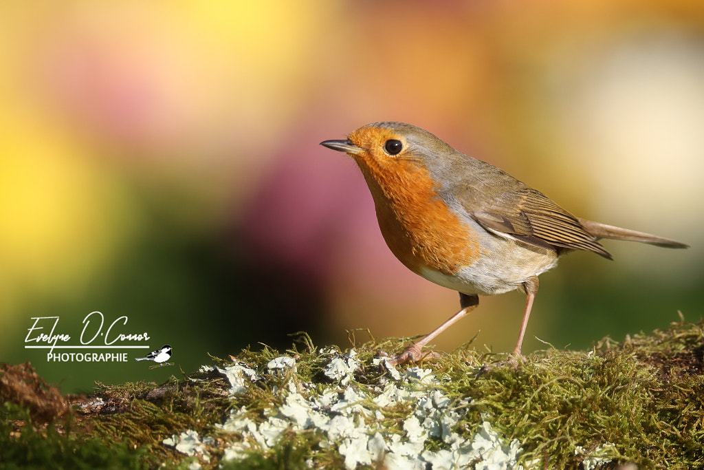 Little robin... by Evelyne O'Connor on 500px.com