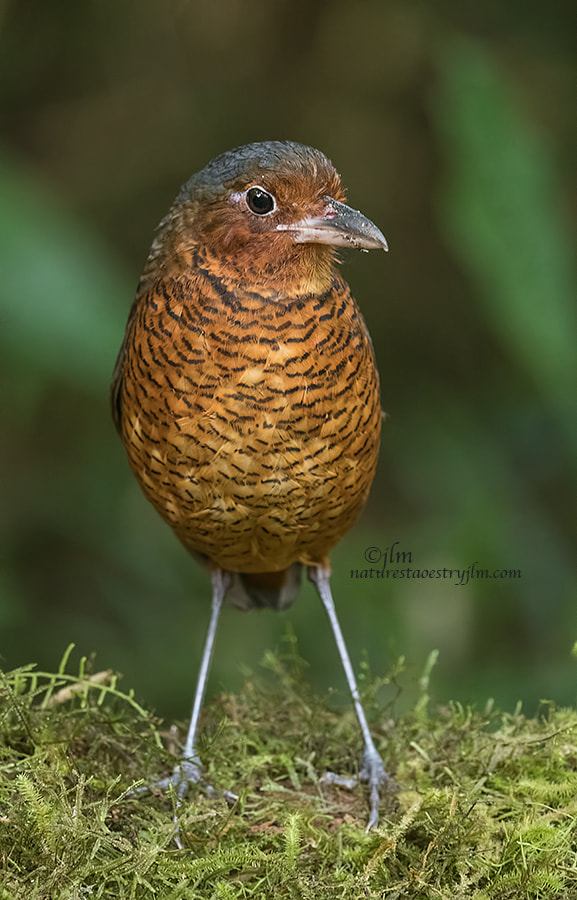  Standing Alone !!!!! by Judylynn Malloch on 500px.com