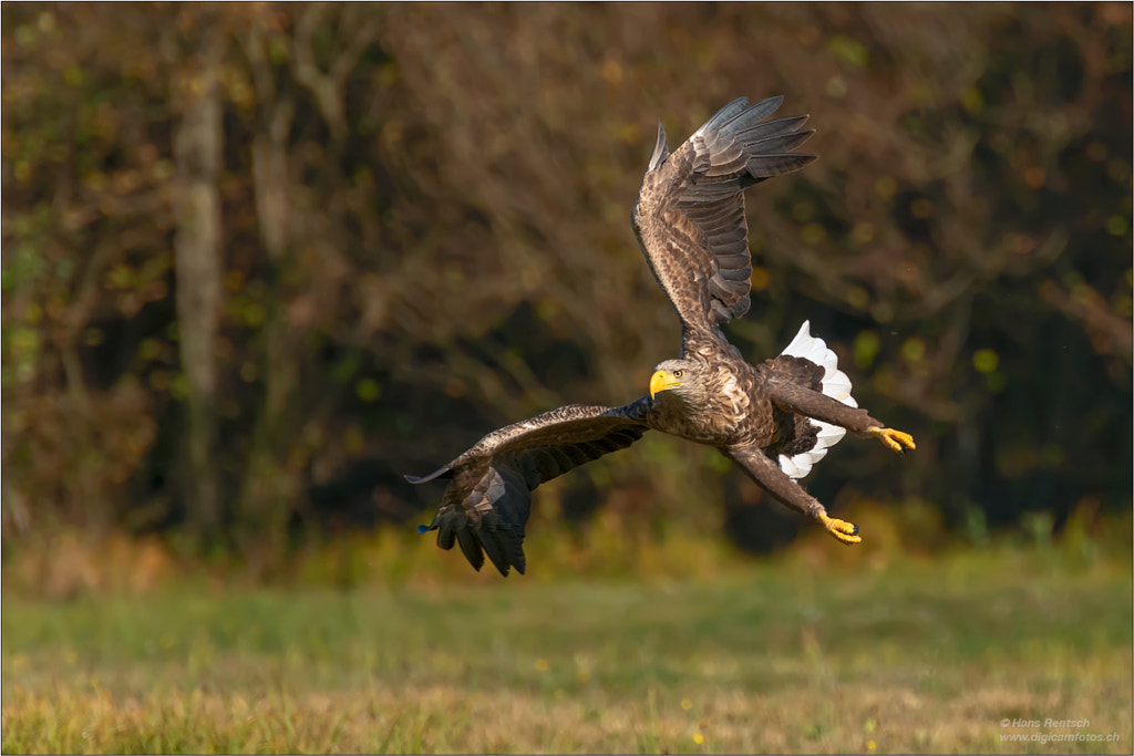 White-tailed Sea-eagle by Hans Rentsch on 500px.com