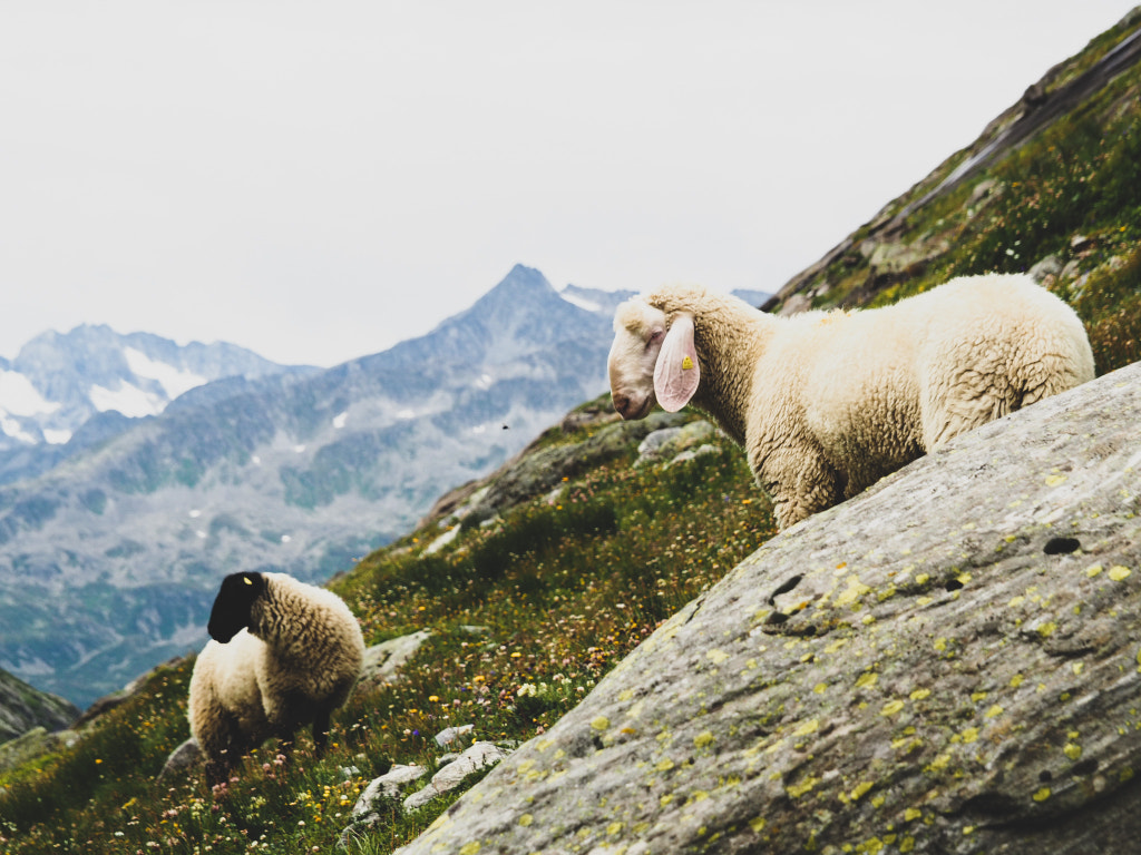Sheeps by Thomas Weger on 500px.com