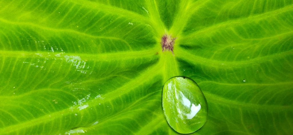 Water drop by Jayashankar Majhi on 500px.com