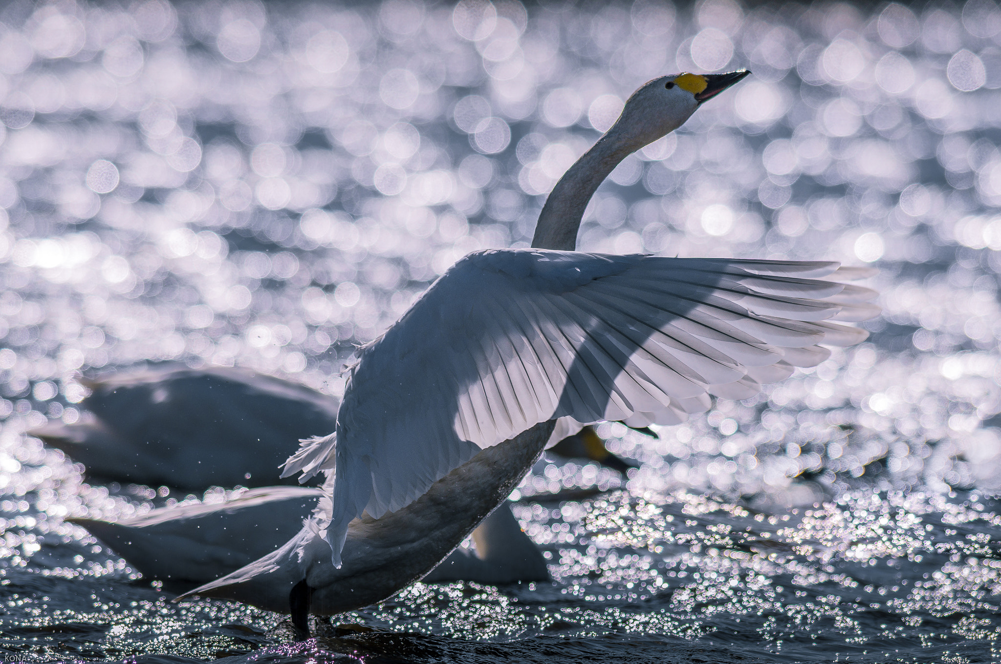 Nikon AF-S Nikkor 400mm F2.8G ED VR II sample photo. Swan photography