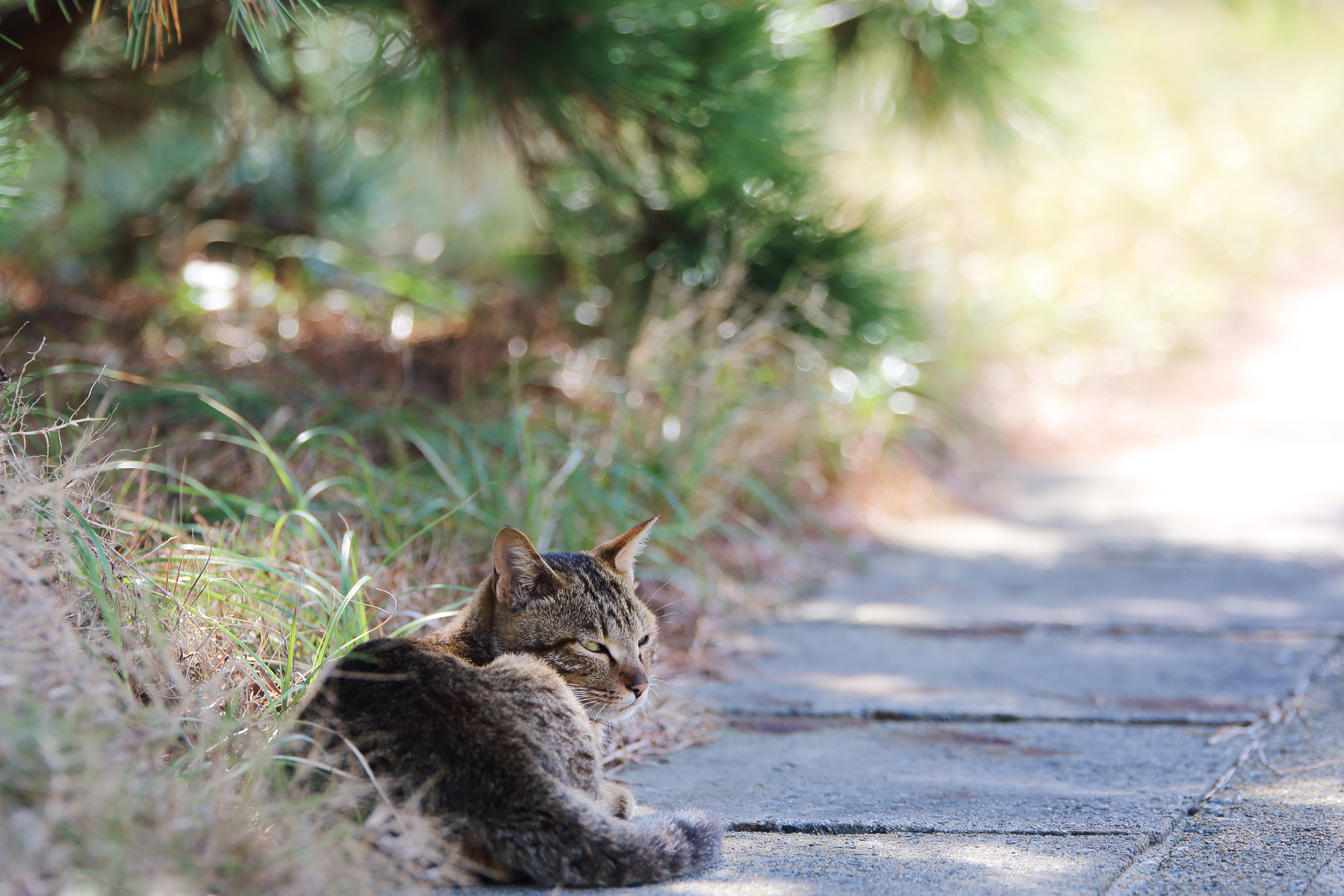 Cat Portrait (Island Cat)