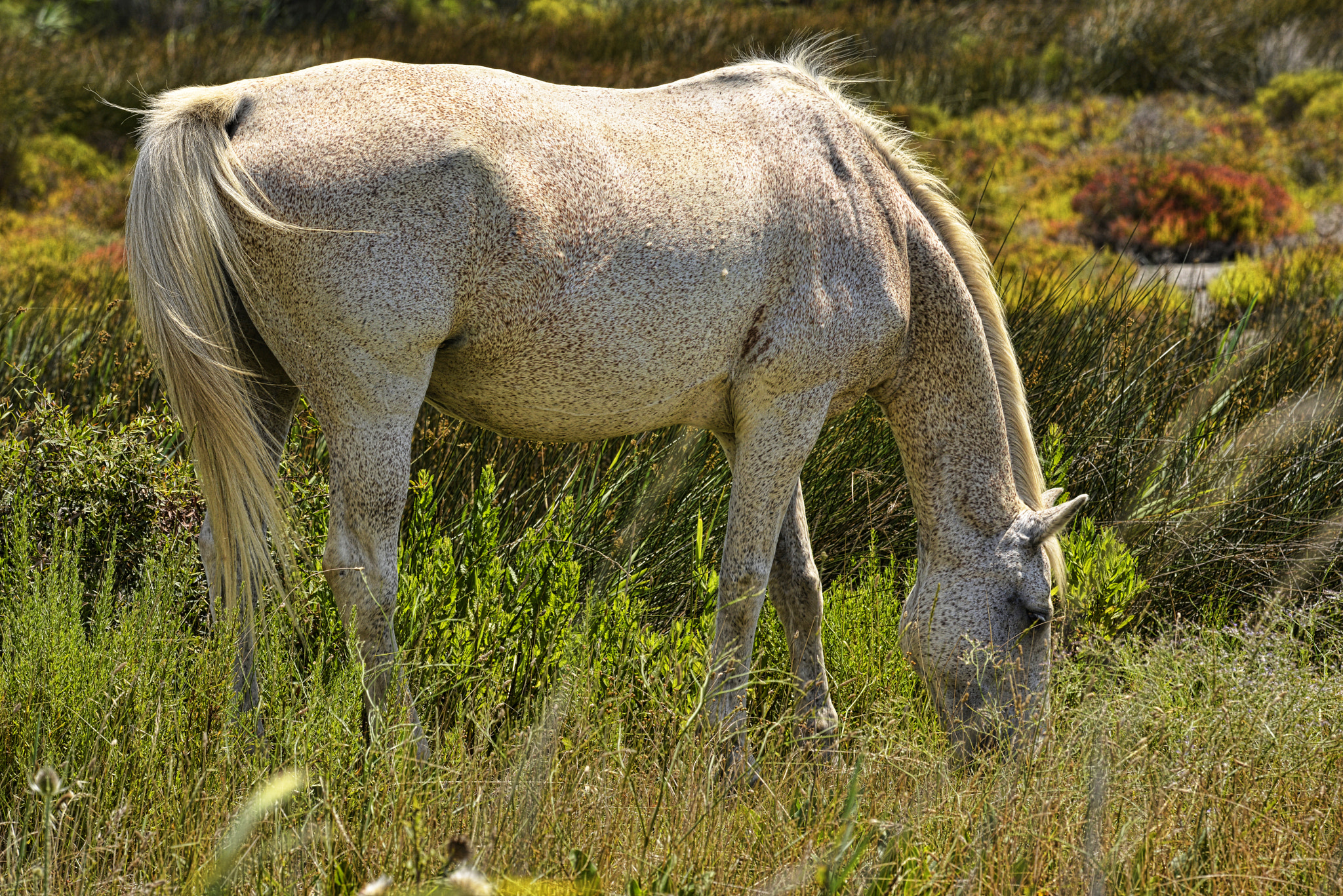 Cheval de Camargue I