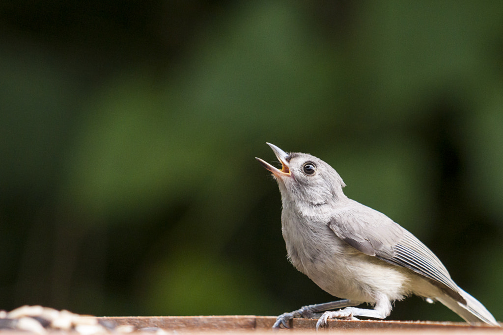 "mine! ALL MINE!" by doug sanchez on 500px.com
