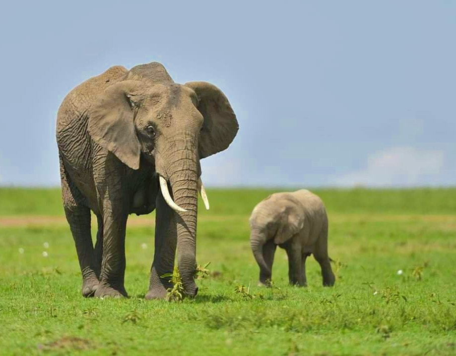 African elephant mom with calf