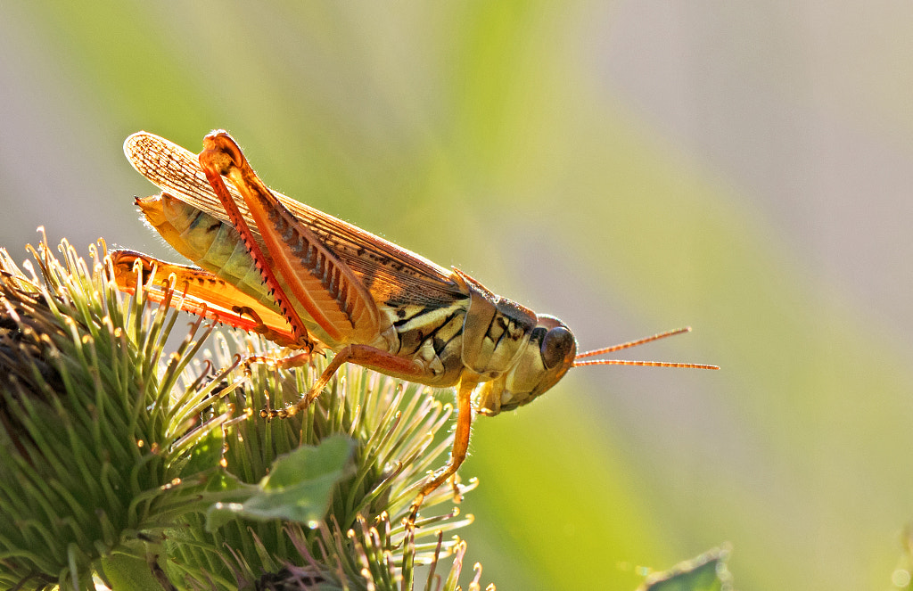 Grasshopper  by Tim Carey on 500px.com