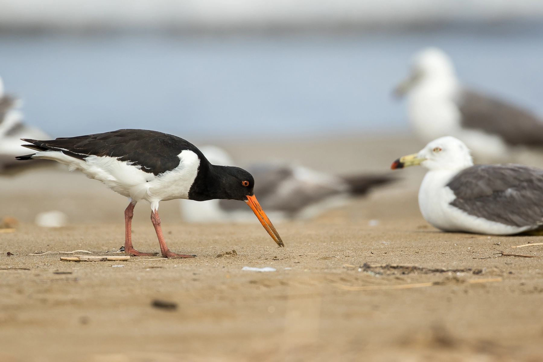 Excuse me. (Oyster catcher)