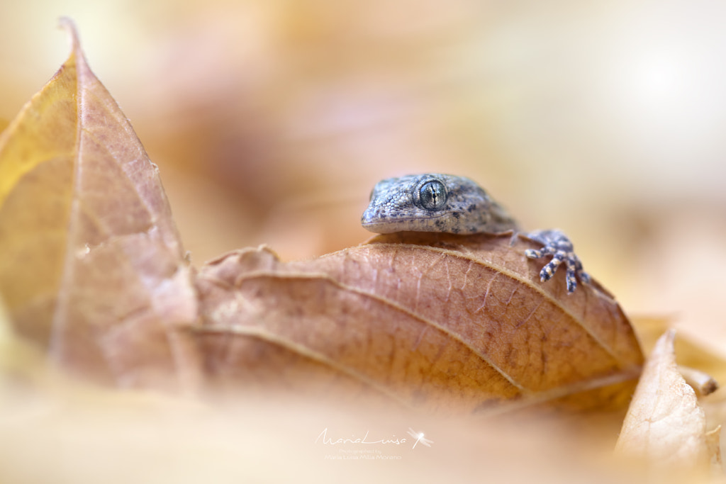 My own autumn by Maria Luisa Milla on 500px.com