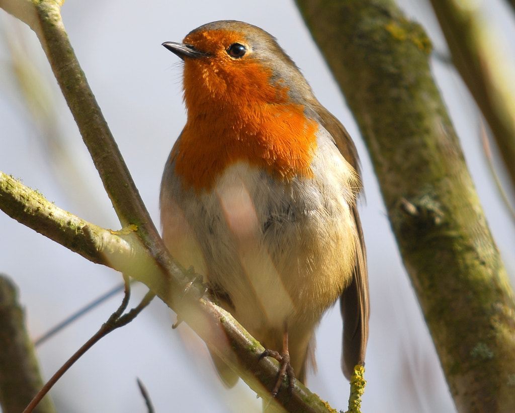 Robin by Andrew Ringrose on 500px.com