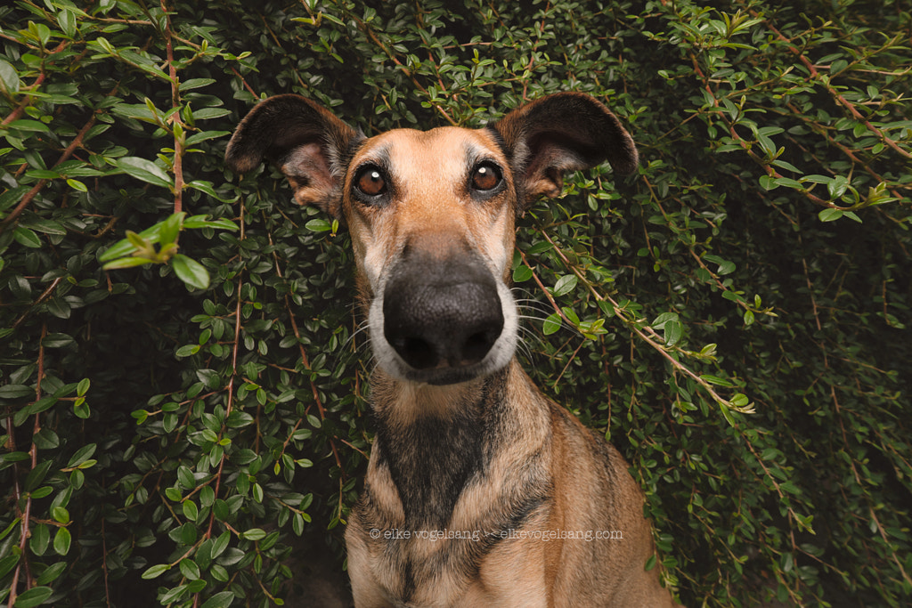 The incredibly cute Noods by Elke Vogelsang on 500px.com