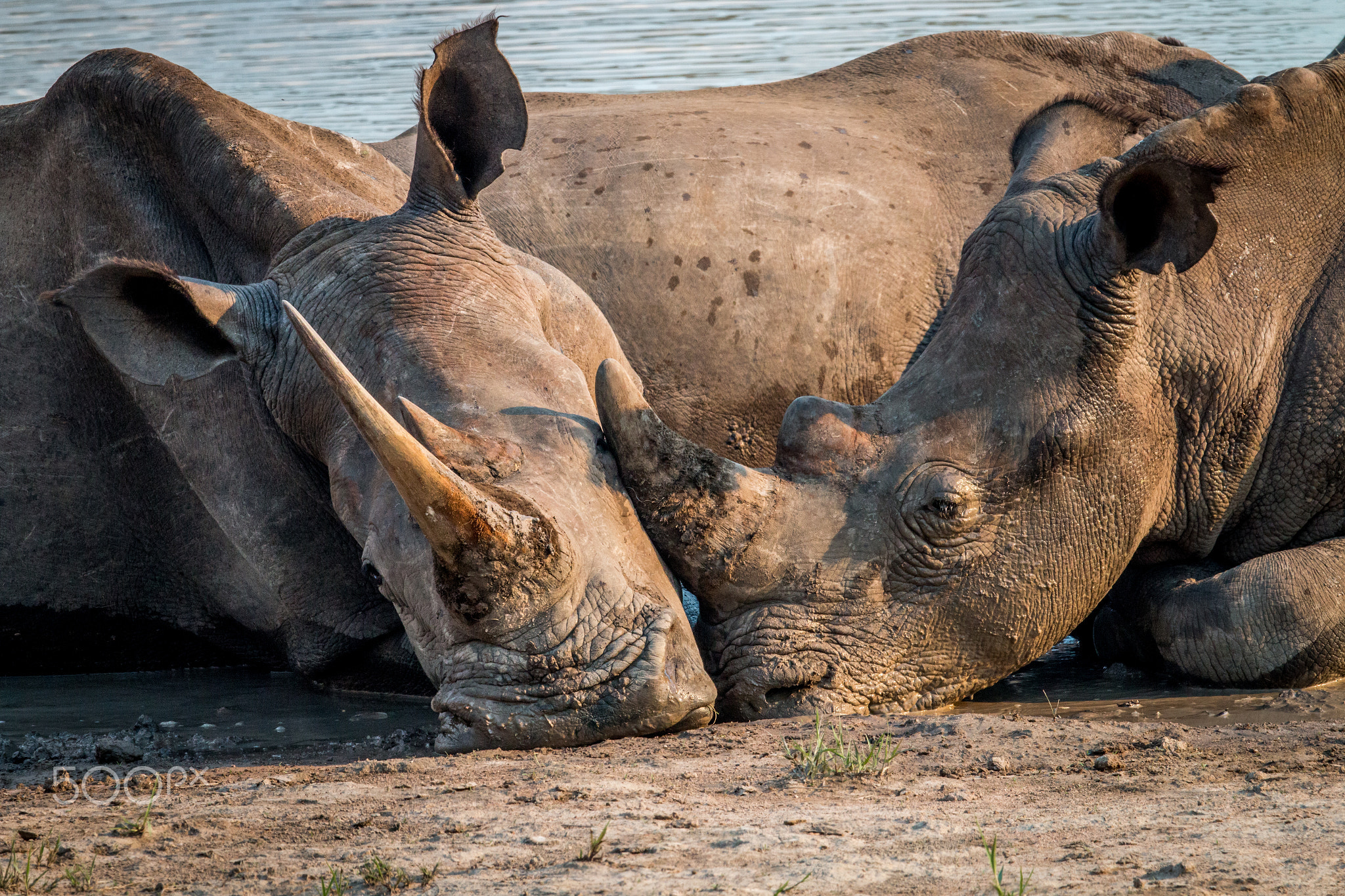 Two White rhinos laying together.
