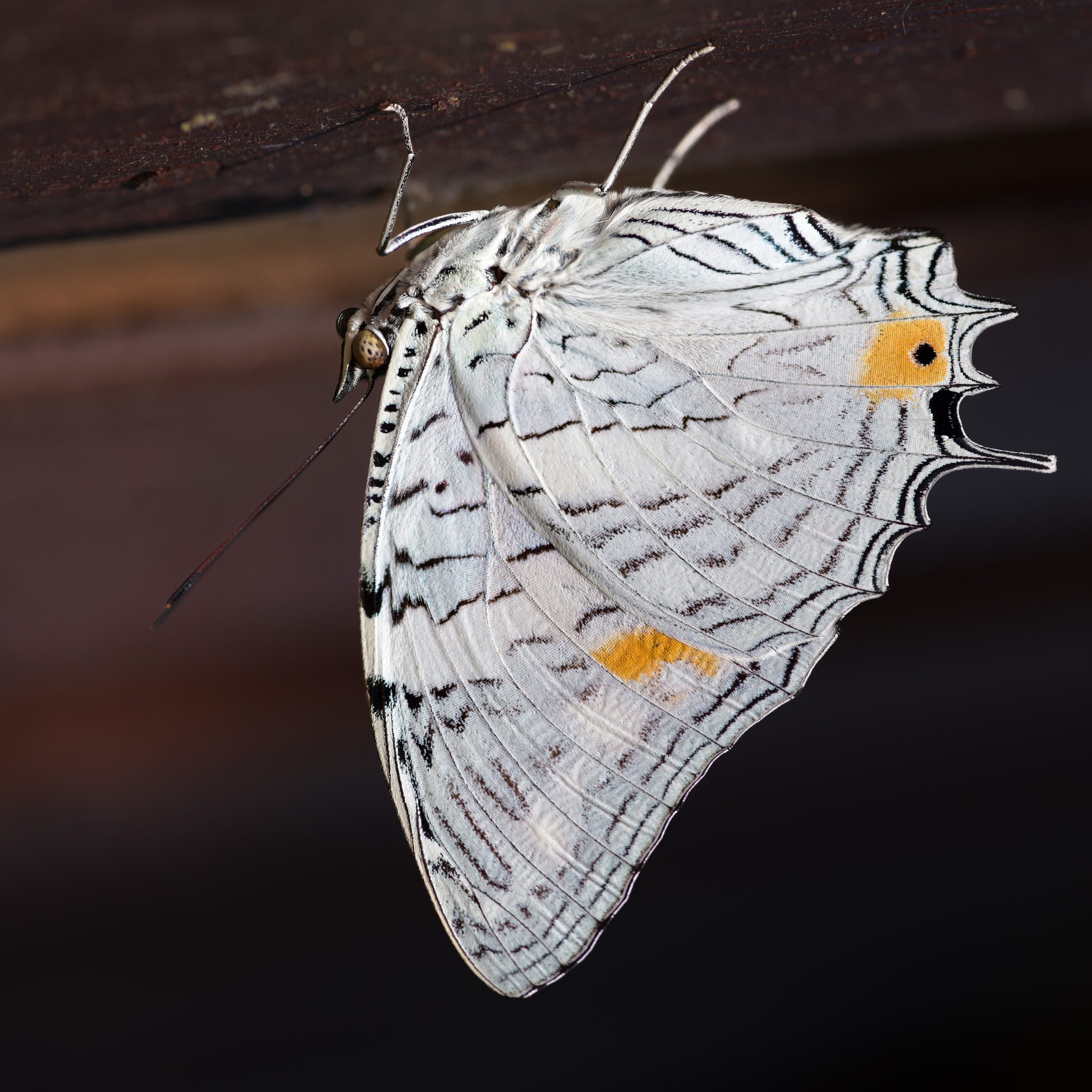 Baeotus japetus Butterfly