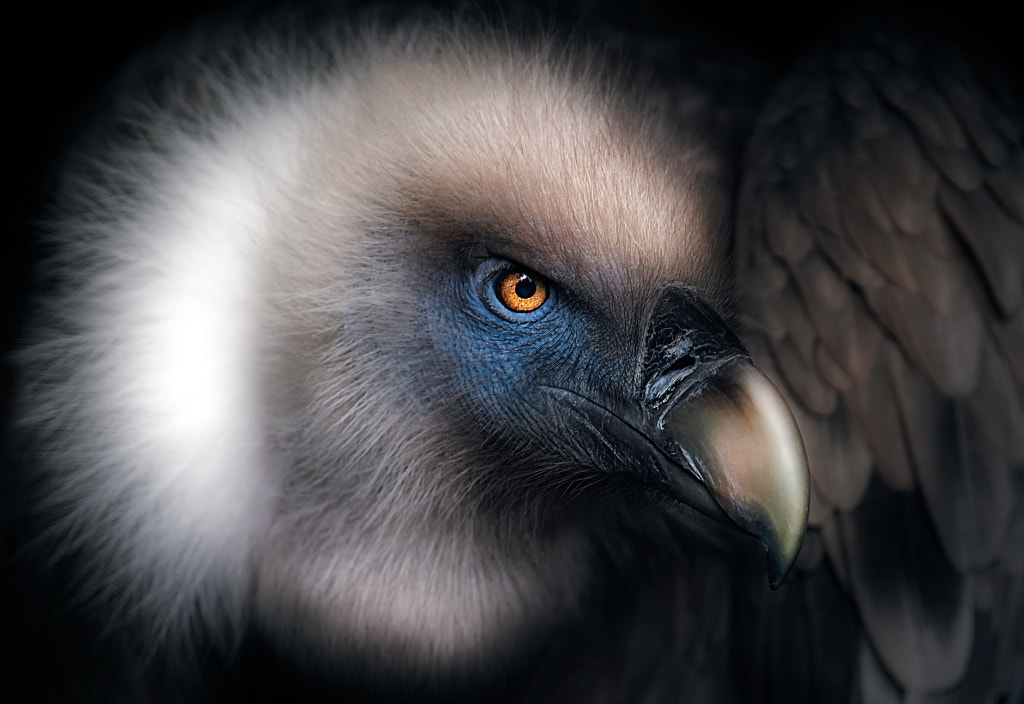 Vulture Look by Santiago Pascual Buyé on 500px.com