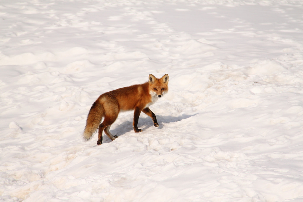 Fox walking away by Carol Klusman on 500px.com