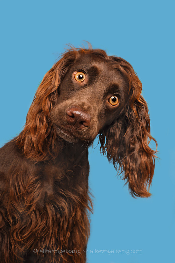 Картинки по запросу boykin spaniel