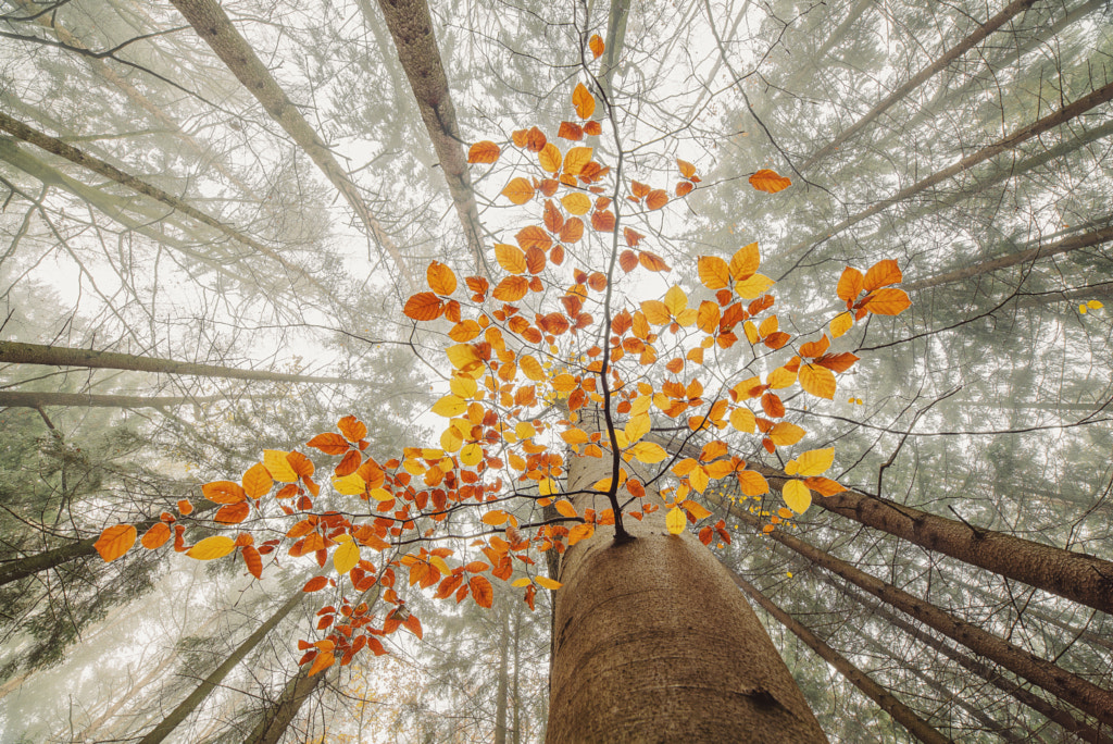 Autumn leaves by David Charouz on 500px.com