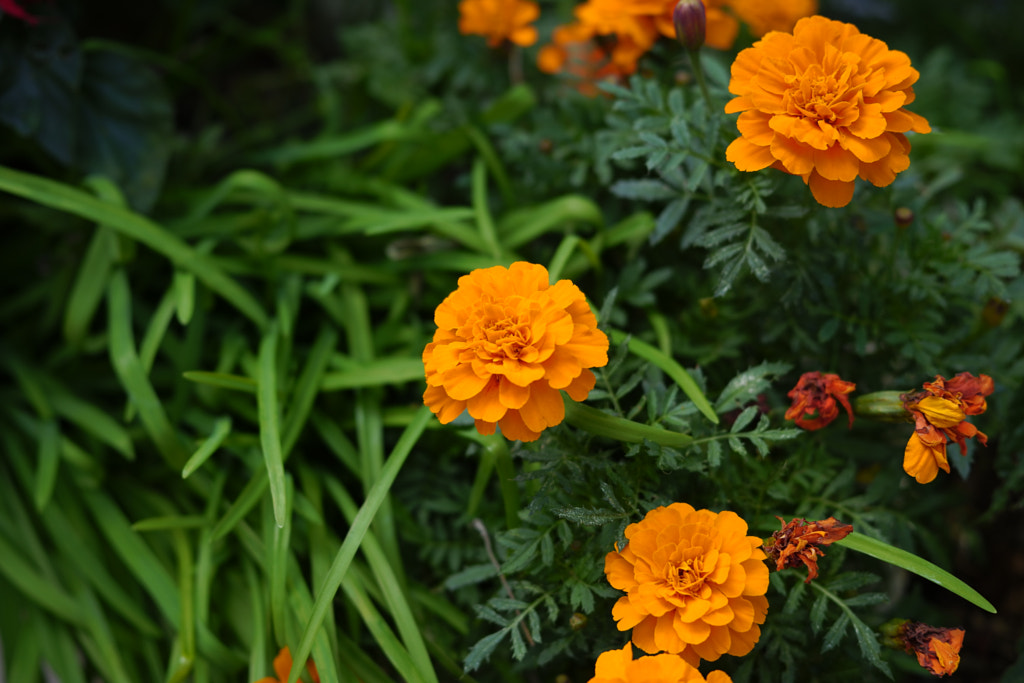 flower by Tsukasa Nishiyama | 500px.com