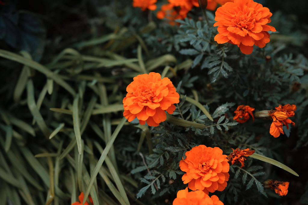 flower by Tsukasa Nishiyama | 500px.com