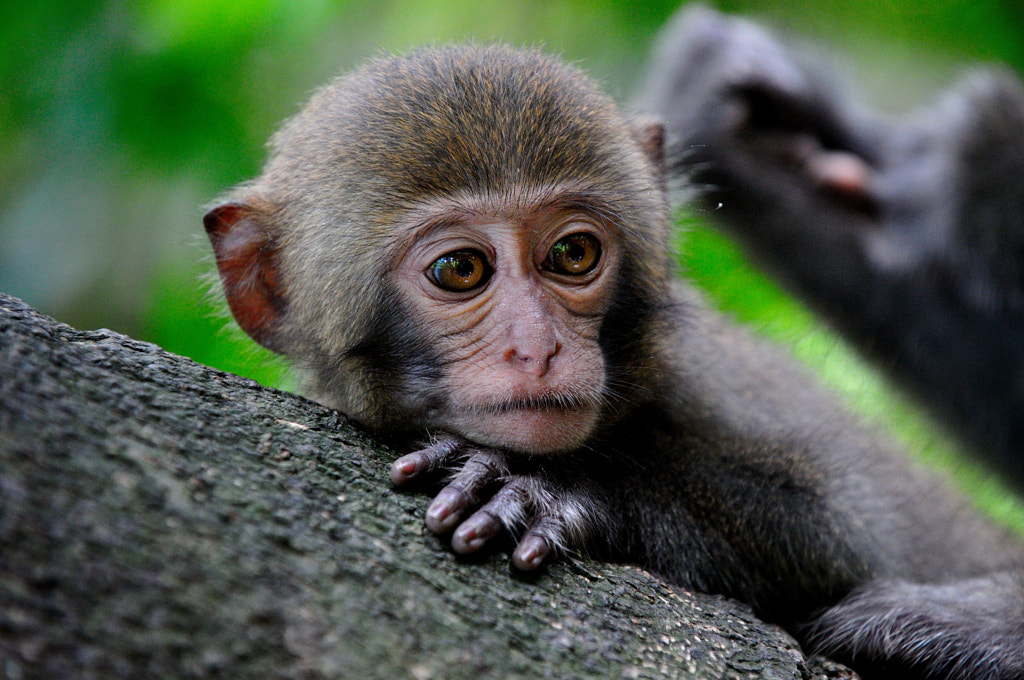 A sad monkey by Pai-Shih Lee / 500px