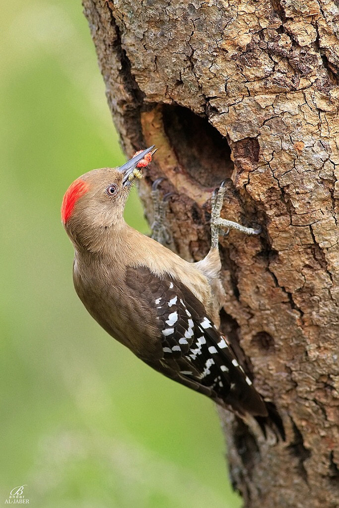 Arabian Woodpecker by Bandar Aljaber - Photo 100628827 / 500px