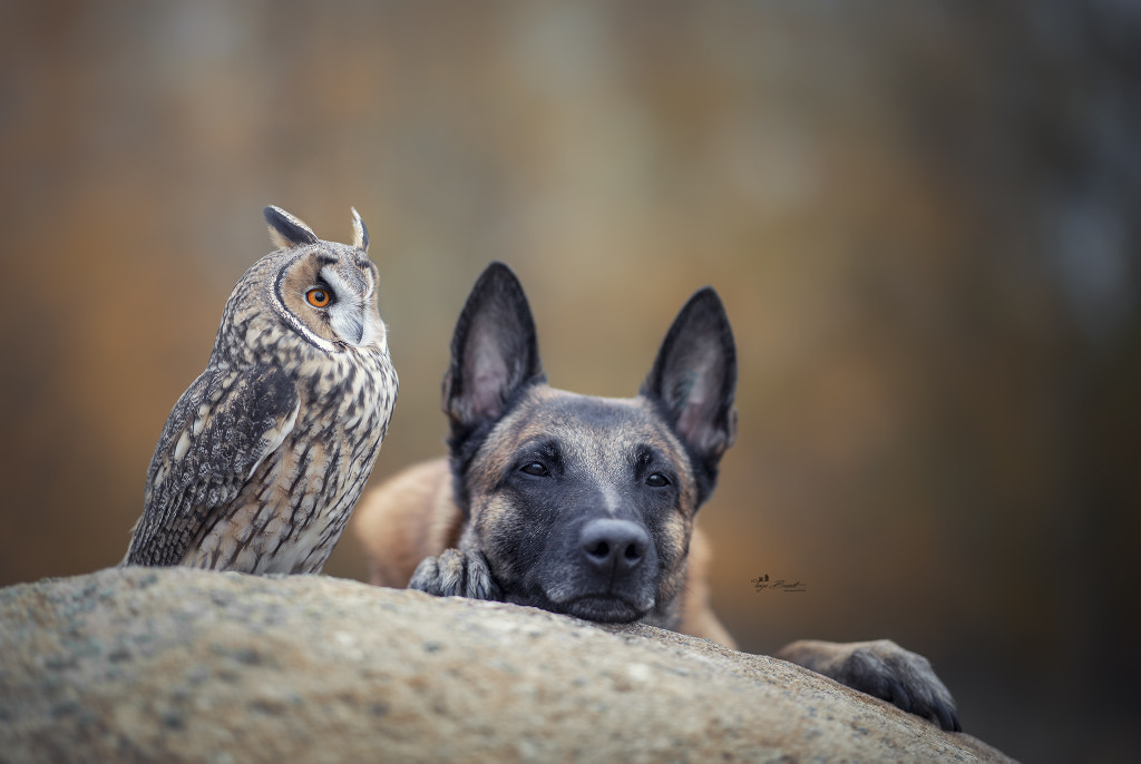 dog-with-owl