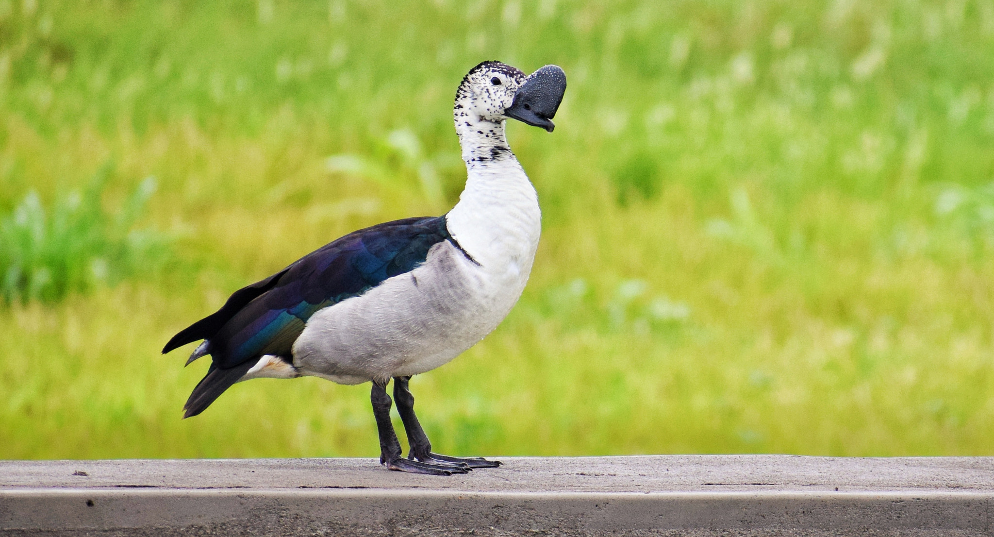 Knob-billed Duck