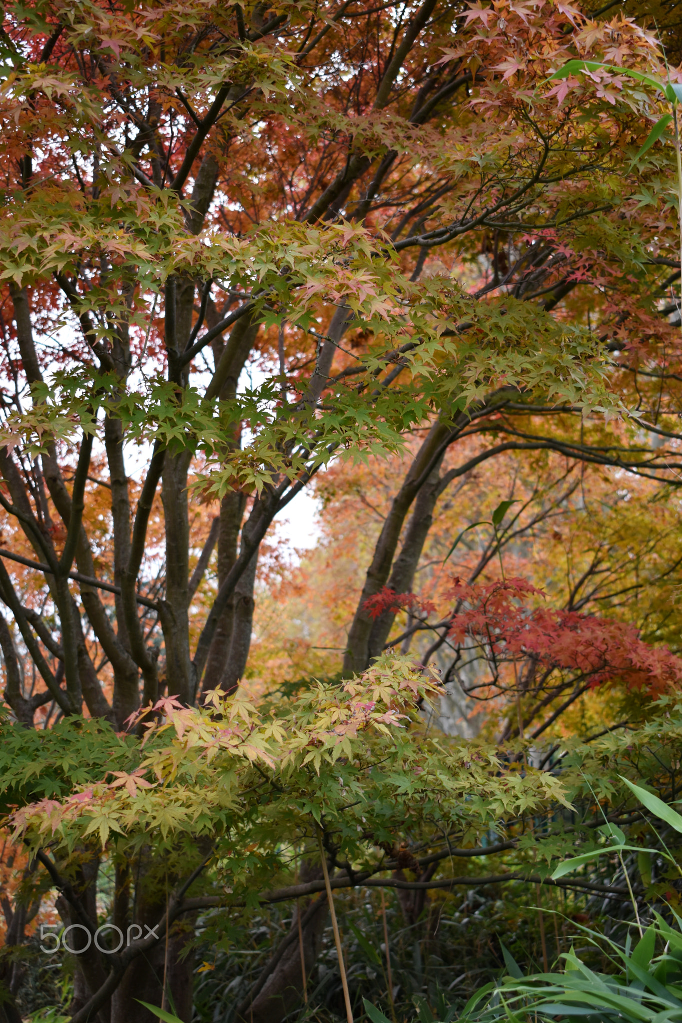 Autumn maple