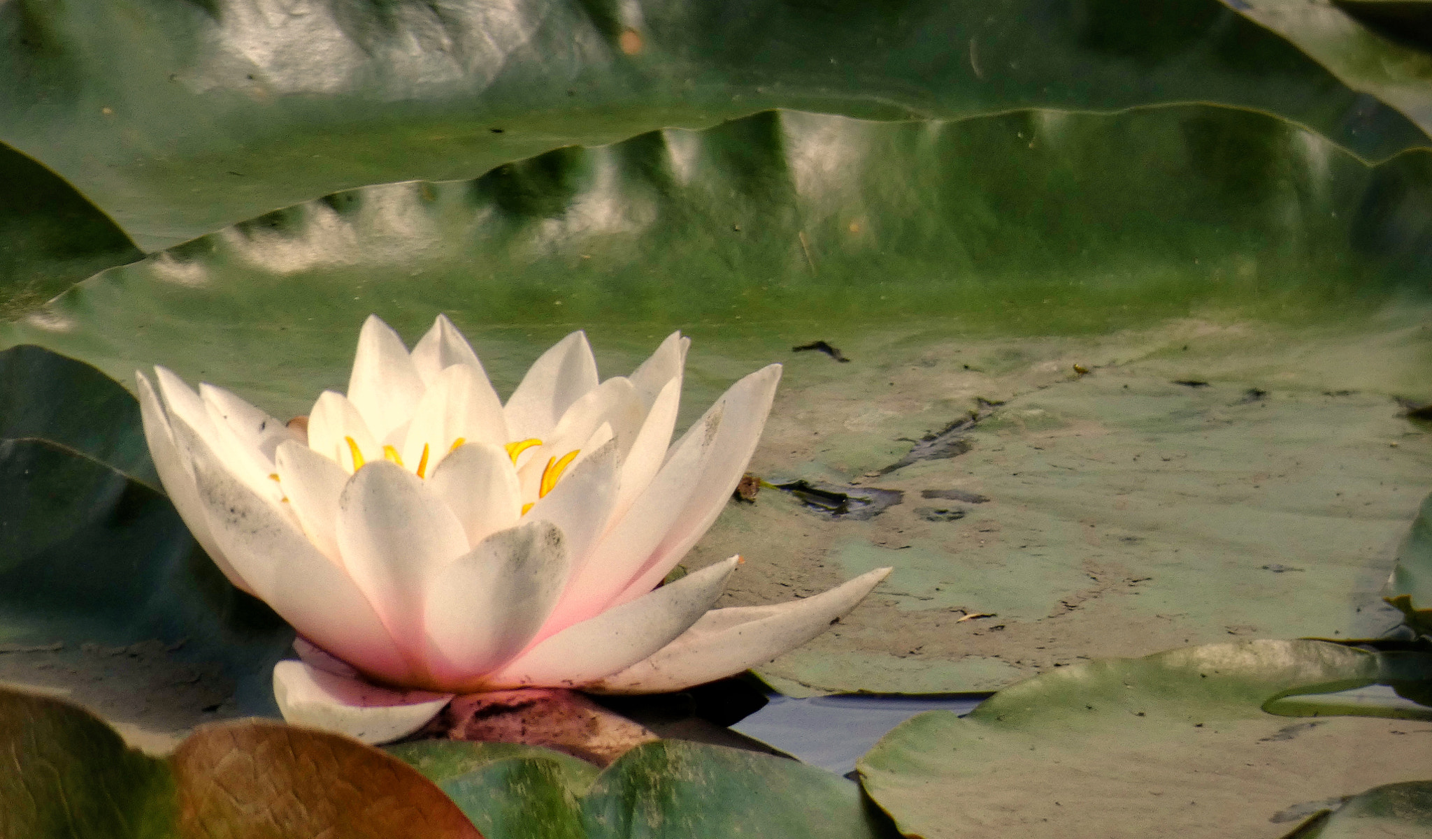 The water lily