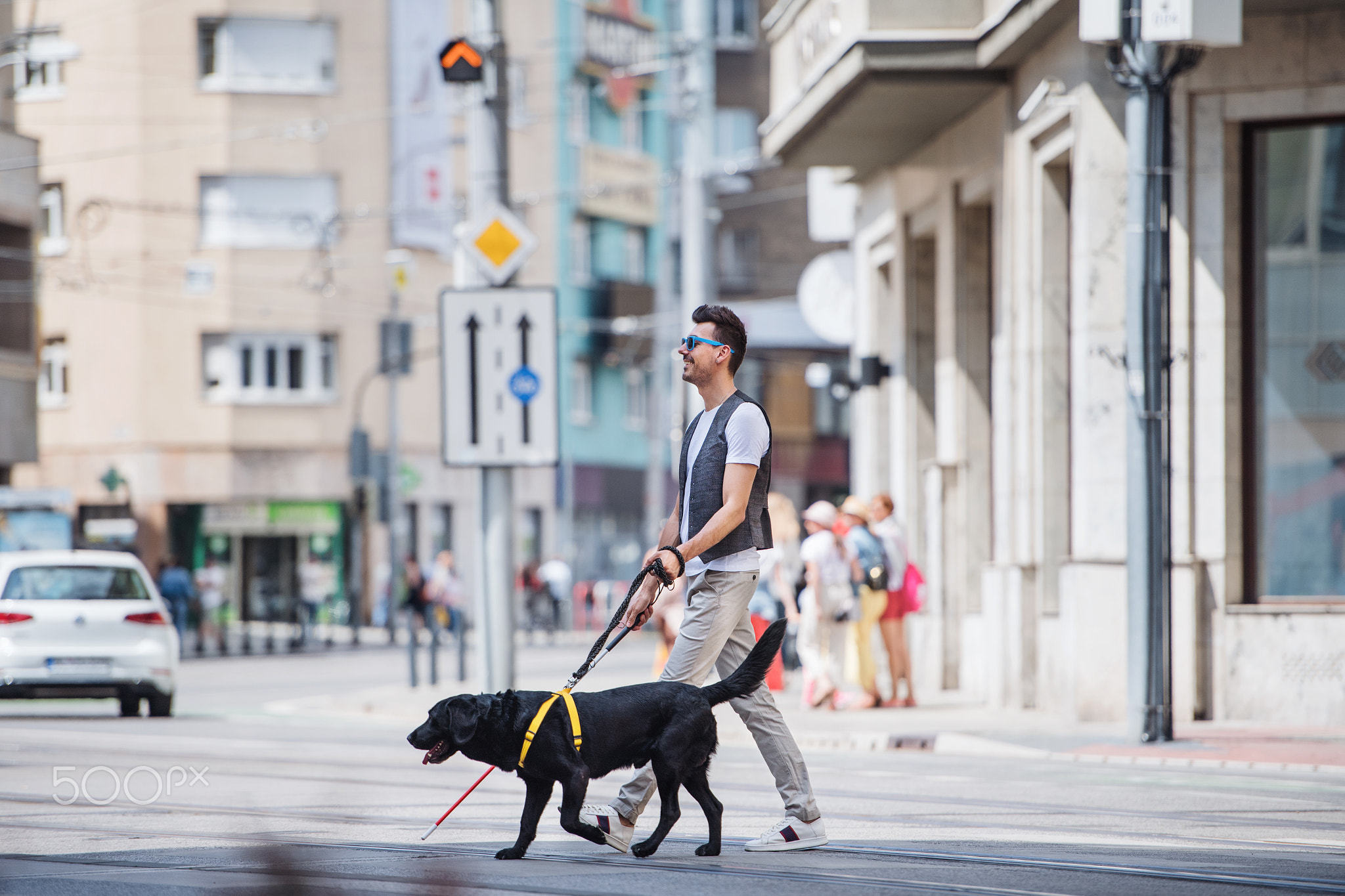 Young blind man with white cane and guide dog walking across street in city.