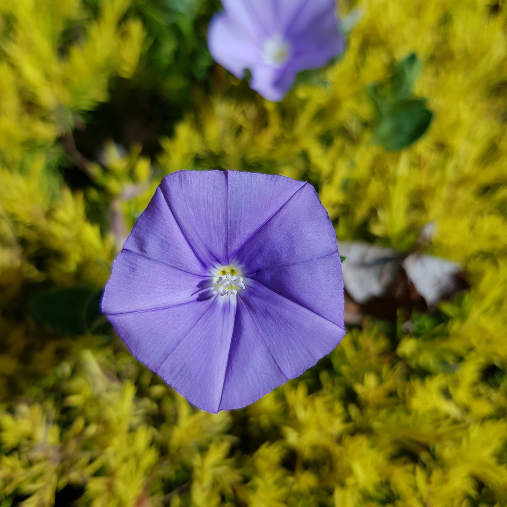 Convolvulus on Diosma by Elizabeth Fitzgerald on 500px.com