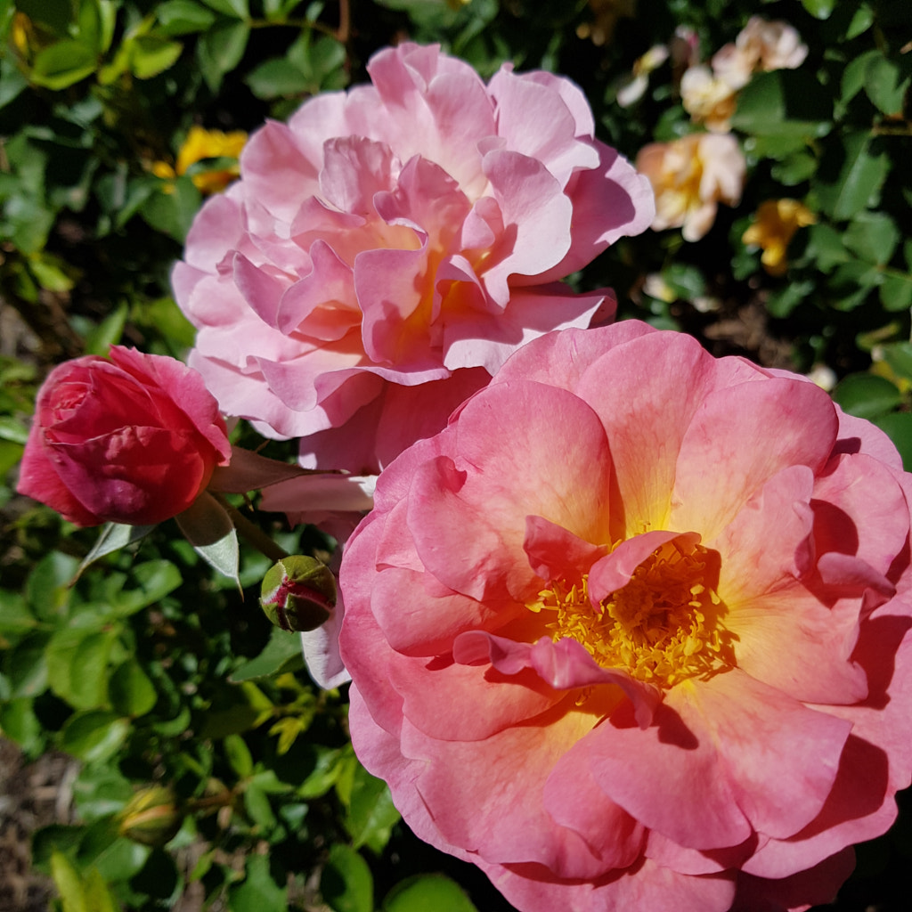 The Stages of Roses by Elizabeth Fitzgerald on 500px.com