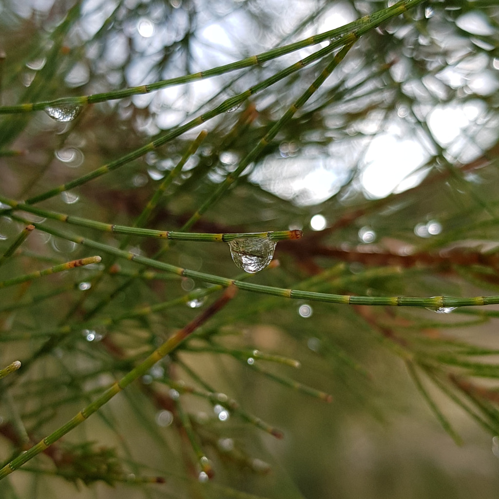 Casuarina Raindrop by Elizabeth Fitzgerald on 500px.com