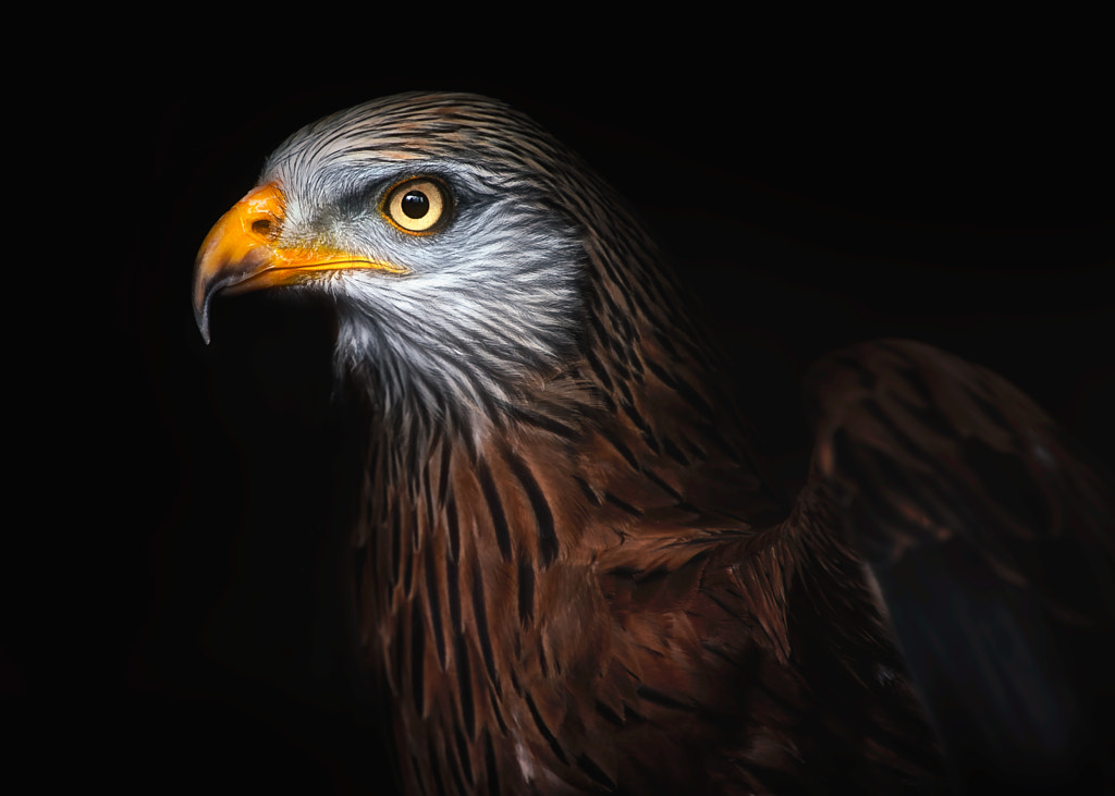 Red kite portrait II by Santiago Pascual Buyé on 500px.com