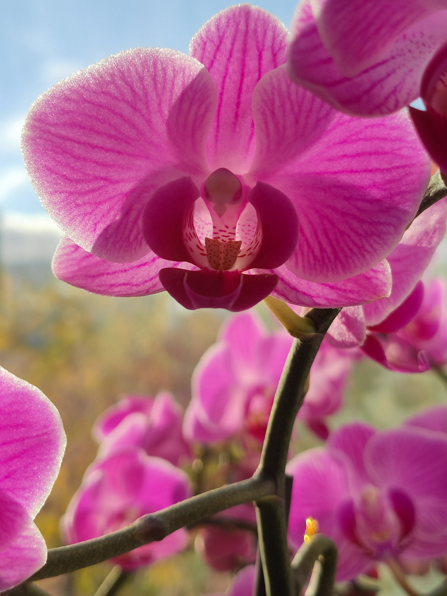 Orchid