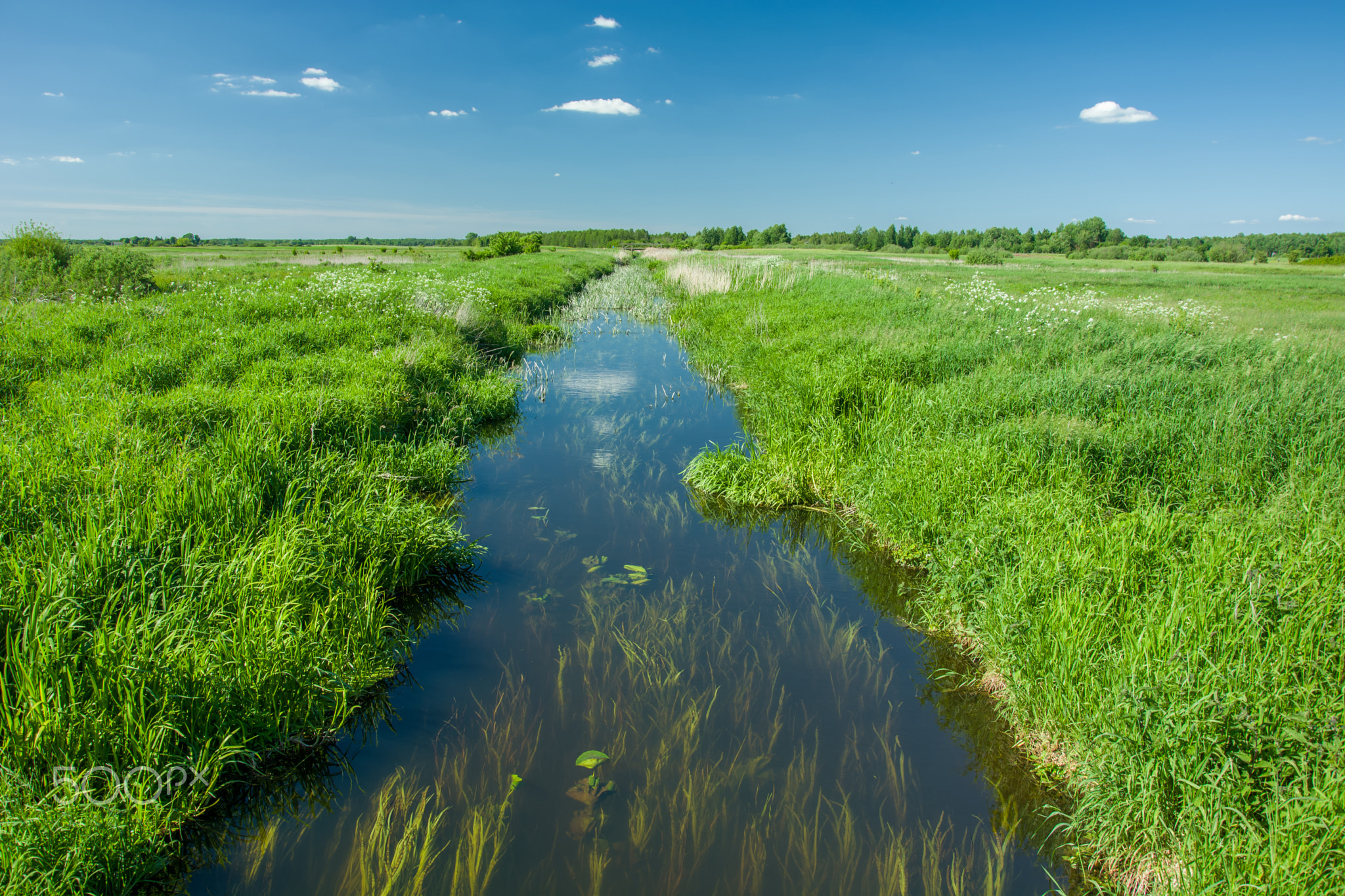 River and water plants under water