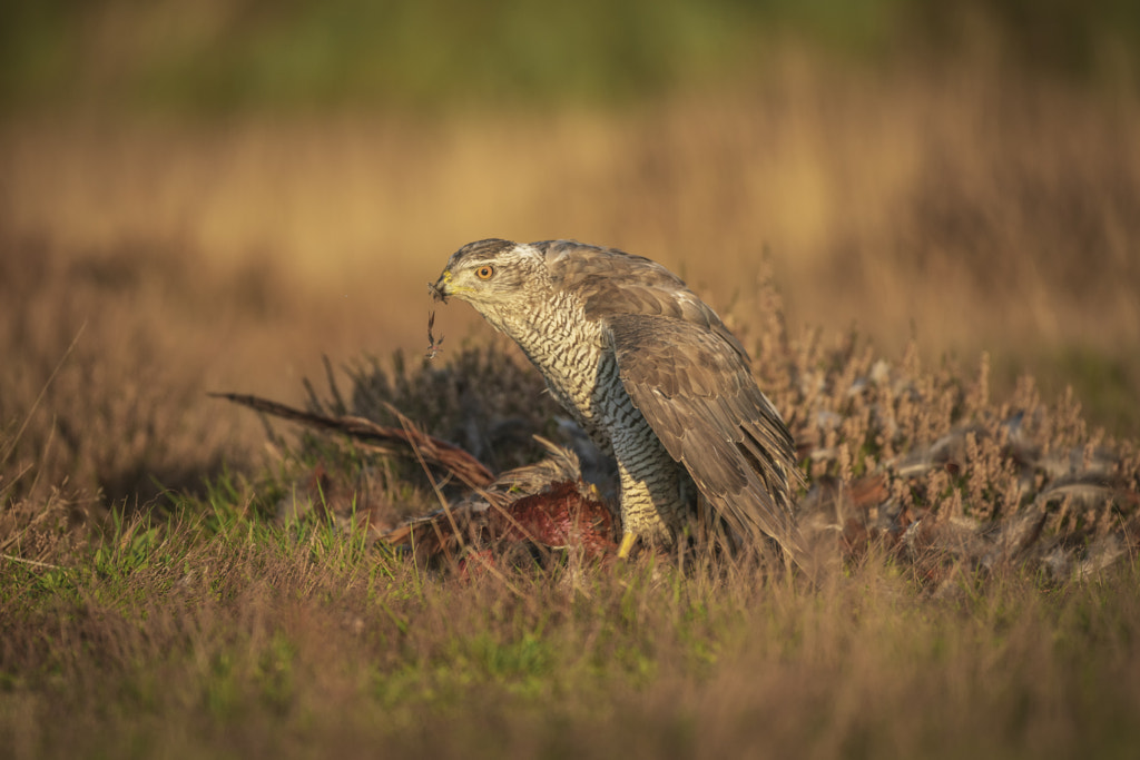 Northern Goshawk, 17 Species of Hawks in the United States