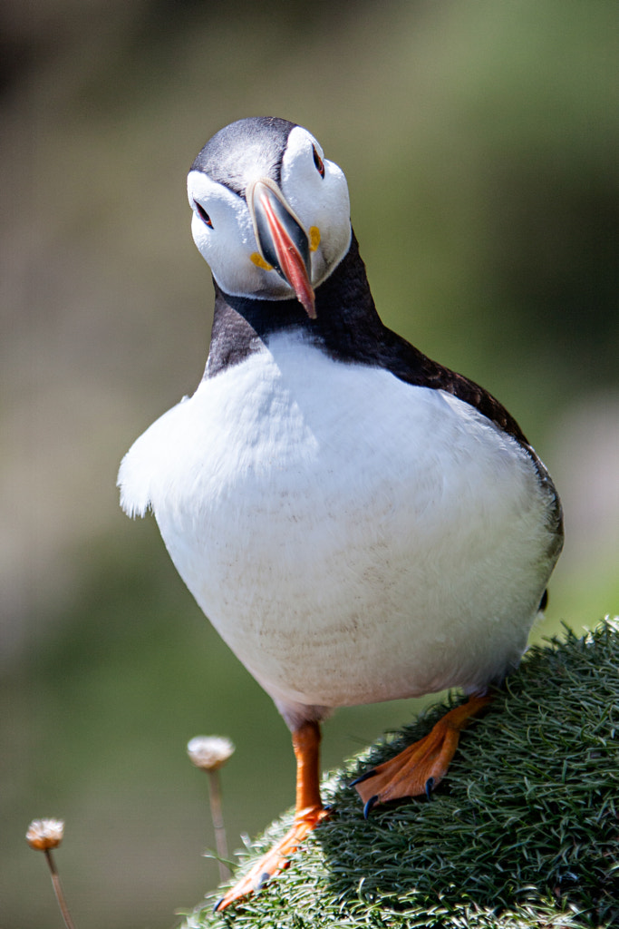 Puffin by Milo Denison on 500px.com