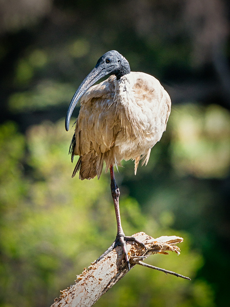 Not So White Ibis by Paul Amyes on 500px.com