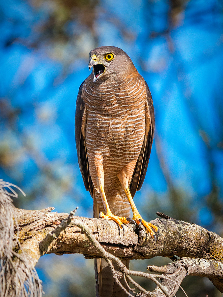 Angry Bird by Paul Amyes on 500px.com