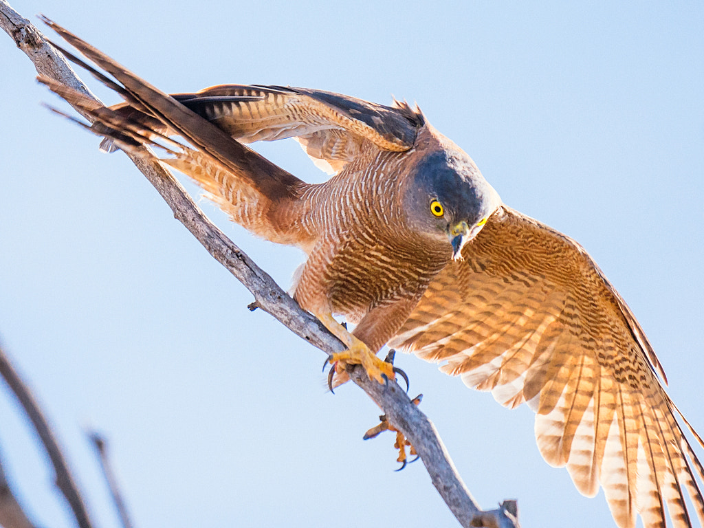 Tricky Landing by Paul Amyes on 500px.com