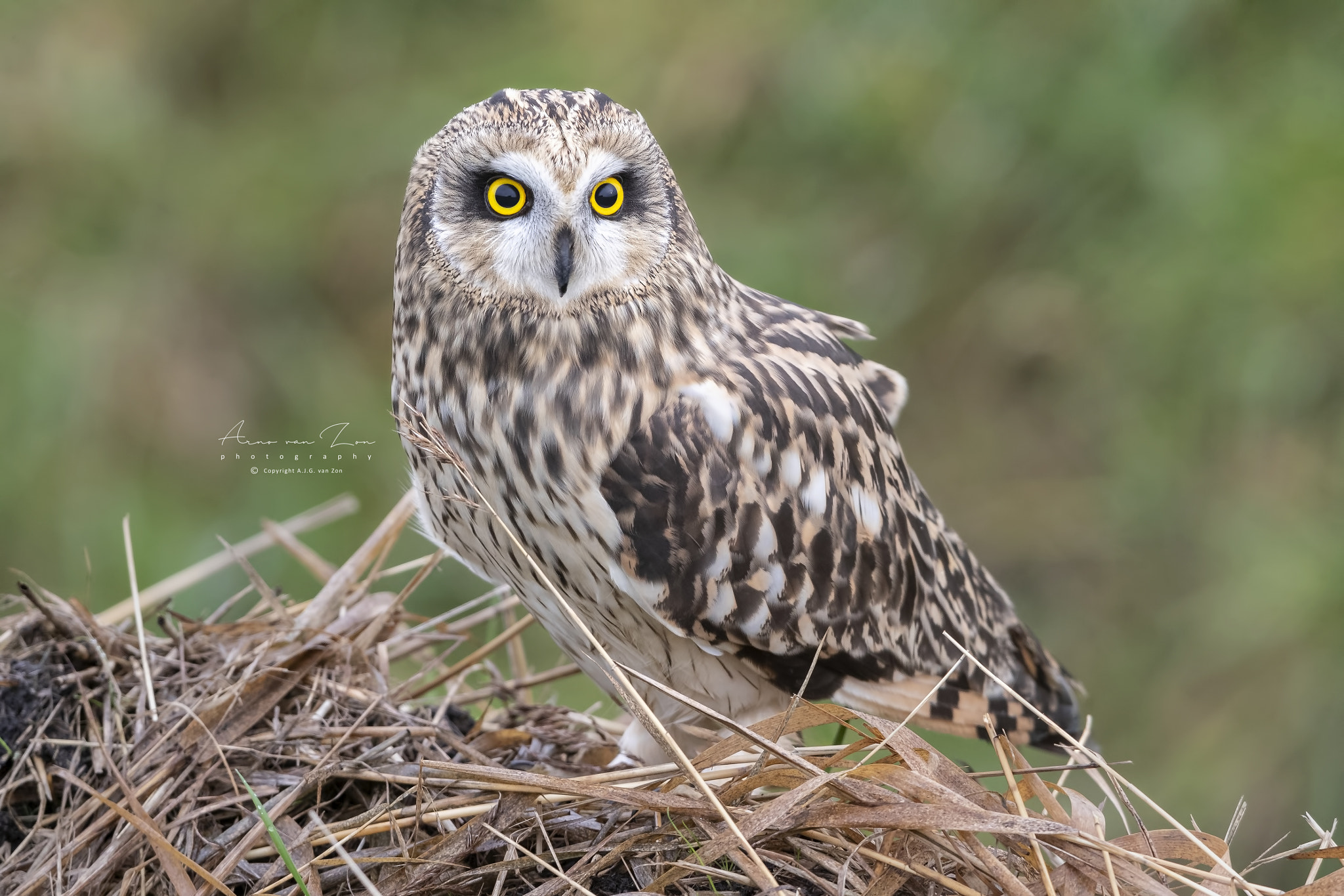 Short eared owl...