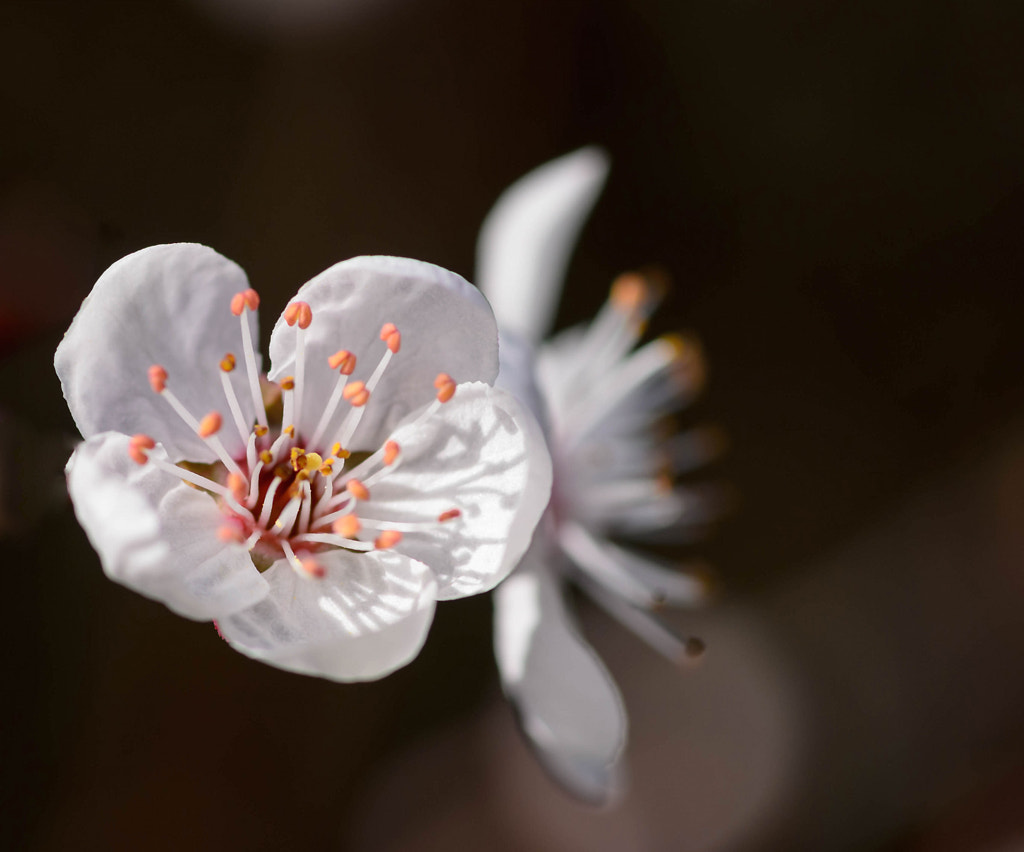 Cherry Blossom. by Roger Ford / 500px