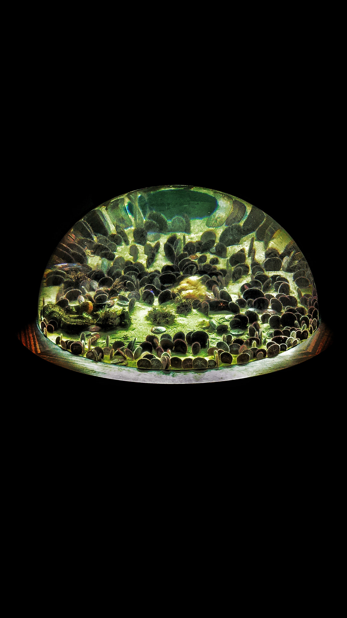 Aquarium at Cal Academy